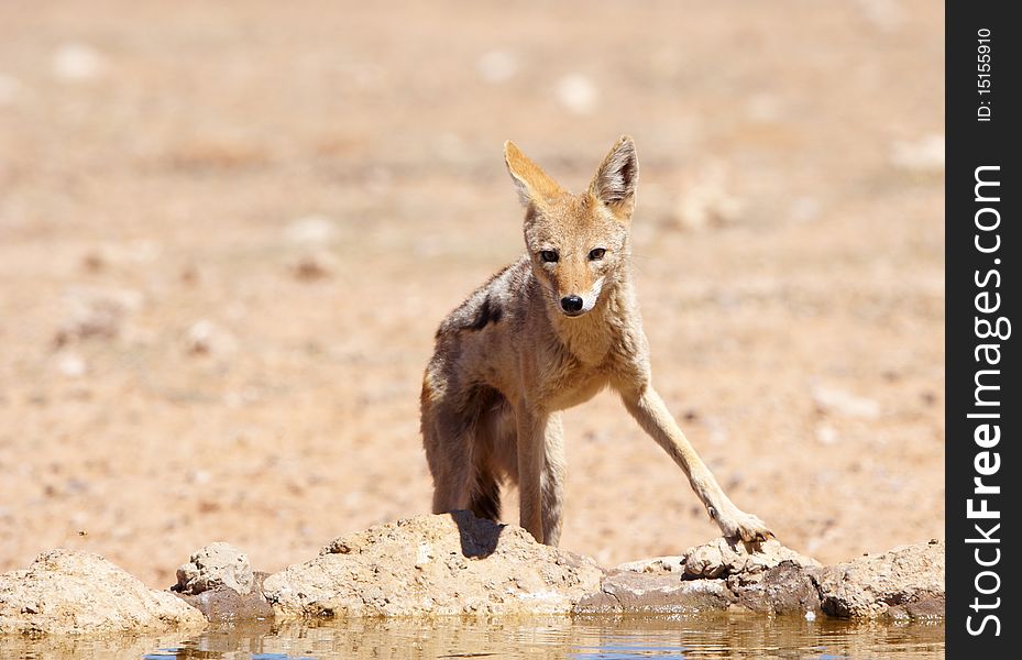 Black-backed Jackal (Canis mesomelas) drinking water from a dam in South Africa