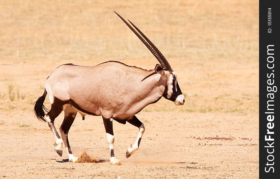 Single wild Gemsbok (Oryx Gazella) standing in the nature reserve in South Africa. Single wild Gemsbok (Oryx Gazella) standing in the nature reserve in South Africa