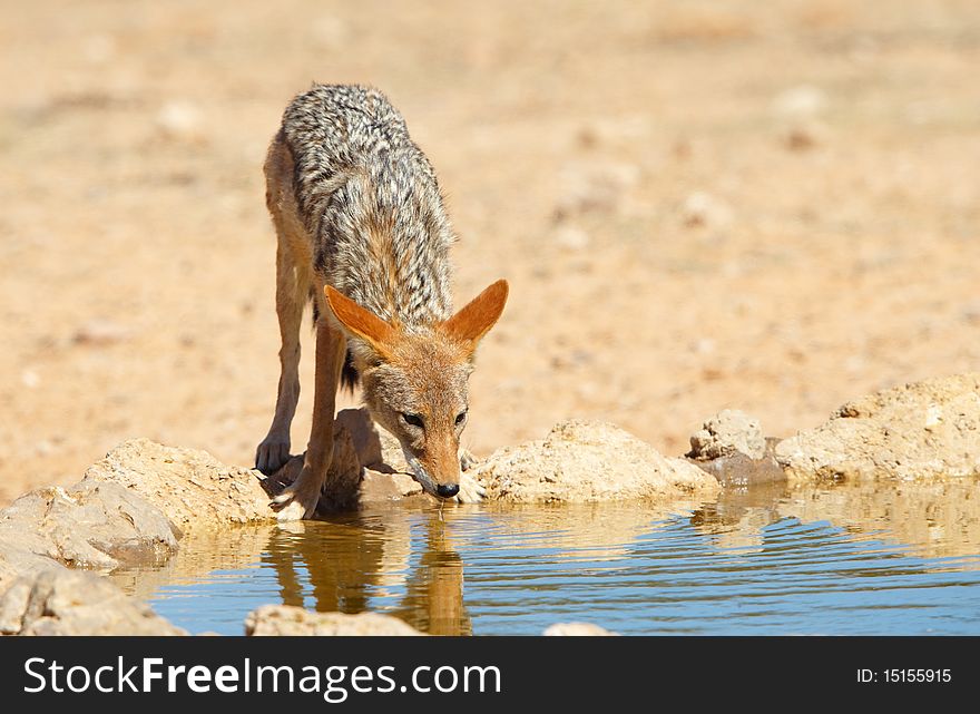 Black-backed Jackal (Canis mesomelas) drinking water from a dam in South Africa