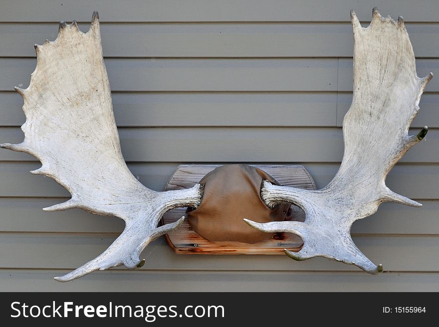 This shot is of a northern alaska bull moose trophy. This shot is of a northern alaska bull moose trophy