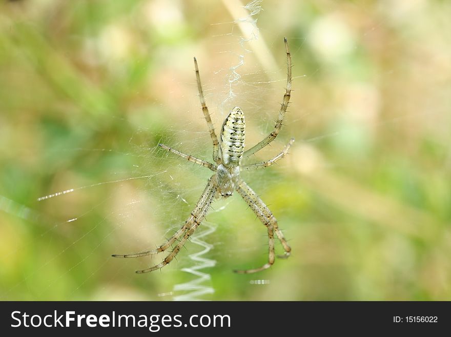 Six eyes spider hanging on his net. Six eyes spider hanging on his net.