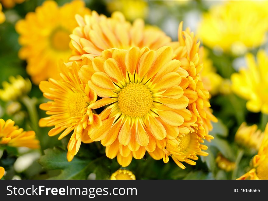 Bright yellow daisies in a planter