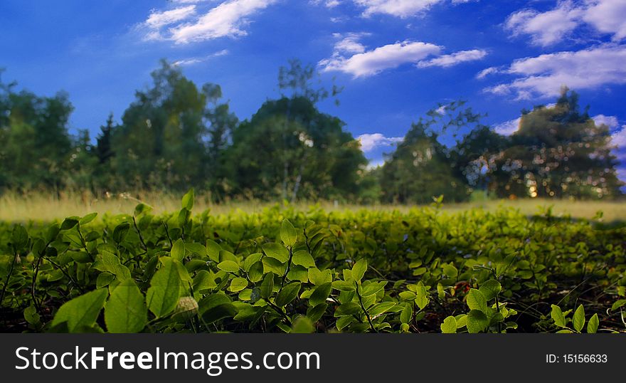 Some blueberry plant in front of a forest. Some blueberry plant in front of a forest