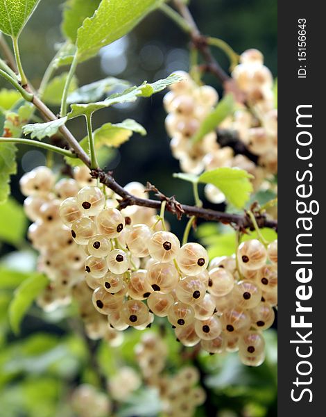 White Currants 1