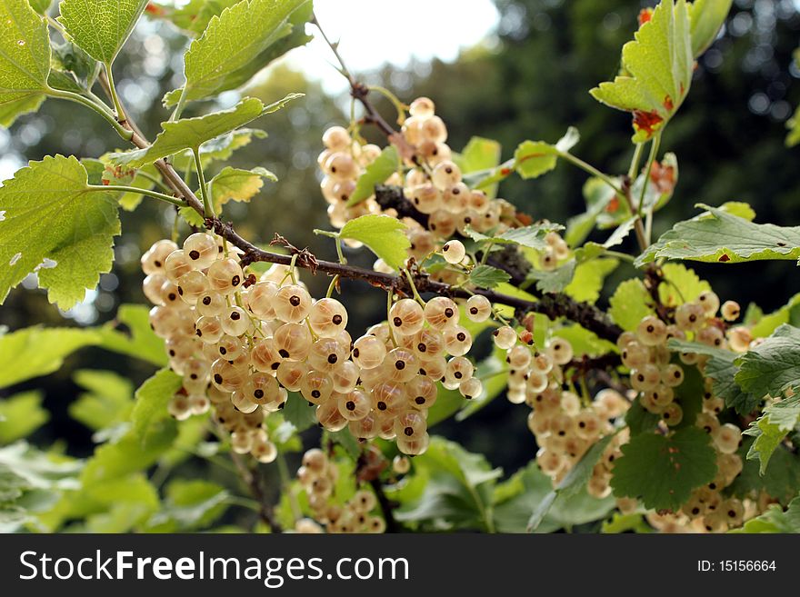 White Currants 2
