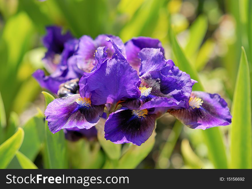 Beautiful purple irises by the sun in the garden. Beautiful purple irises by the sun in the garden