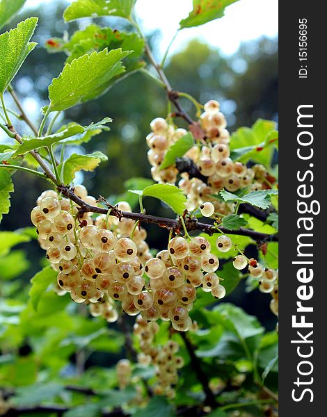 White Currants 3