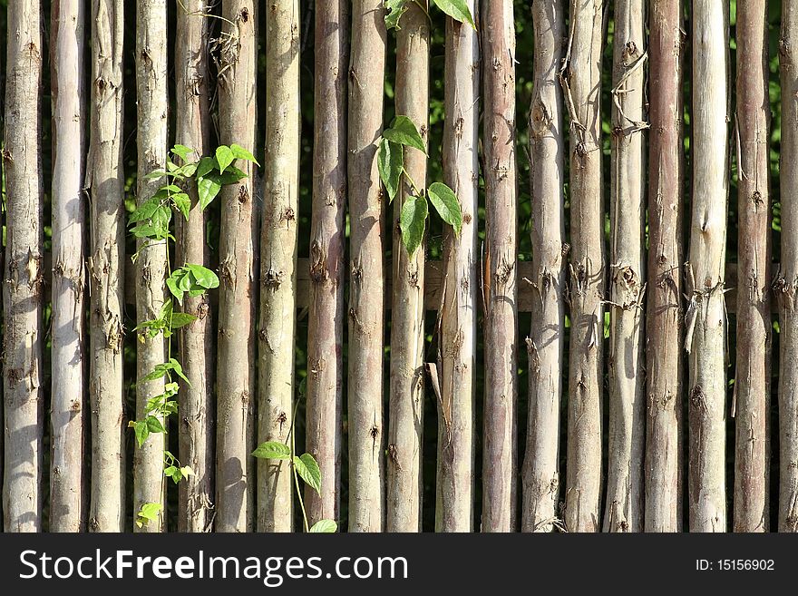 Eucalyptus wood wall to traditional list to make a row. Eucalyptus wood wall to traditional list to make a row