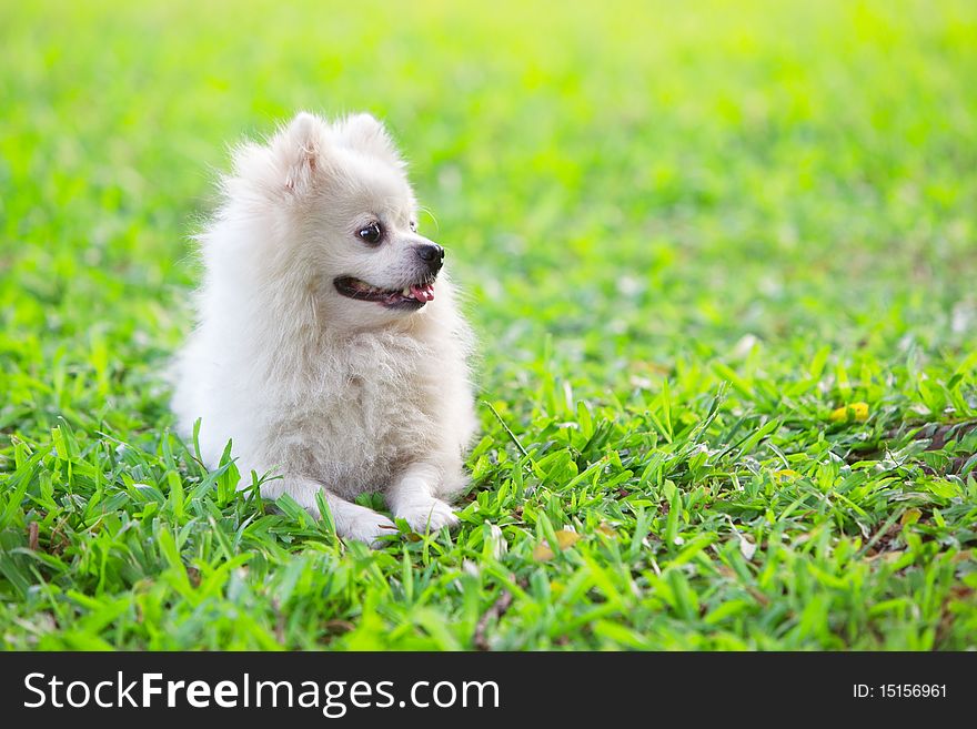 White dog grovels on green grass staring to its left side. White dog grovels on green grass staring to its left side.