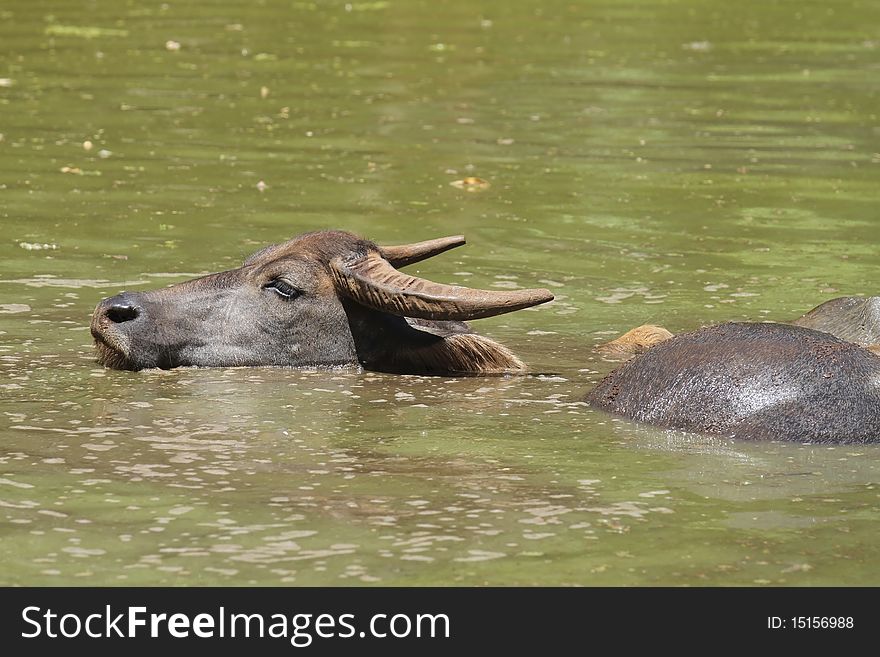 Emotion into the water buffalo. Emotion into the water buffalo.