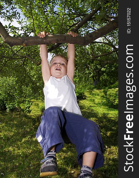 Boy swinging on a tree