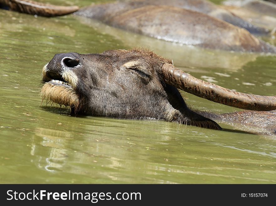 Emotion into the water buffalo. Emotion into the water buffalo.