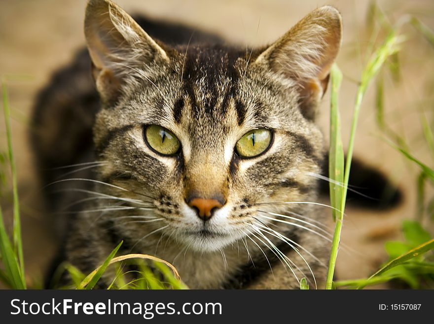 Young green-eyed cat crouching in the grass. Young green-eyed cat crouching in the grass