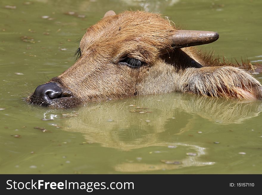 Thai water buffalo, children played in the sun hot. Thai water buffalo, children played in the sun hot.