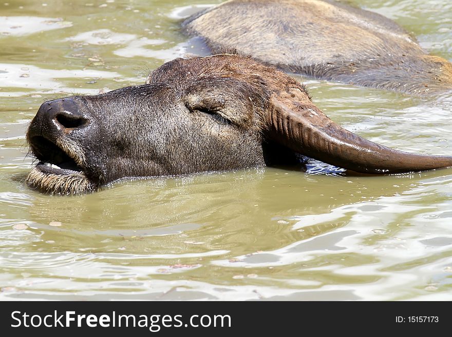 Buffalo Thailand