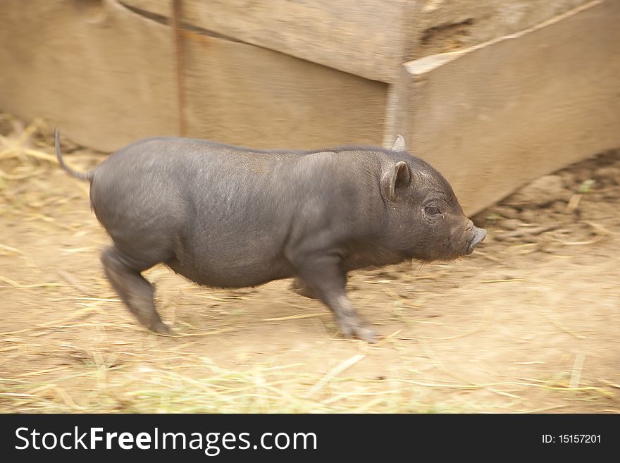 Running piglet small and nimble