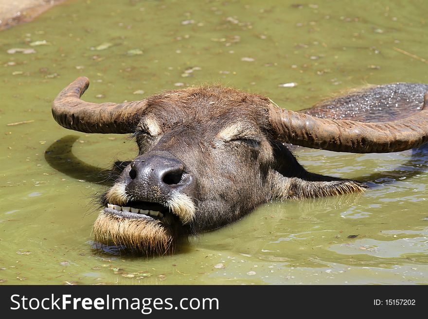 Water buffalo played amid hot sun. Water buffalo played amid hot sun.