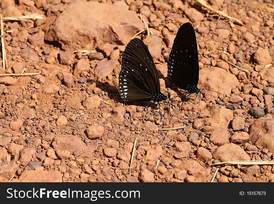 Black butterfly sitting on a stone path.