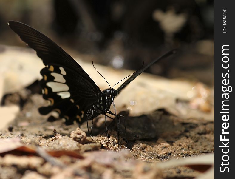 Colorful butterfly sitting on rocky path.