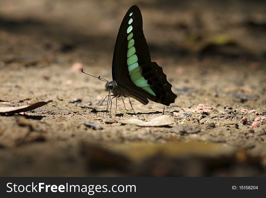 Colorful butterfly sitting on rocky path.