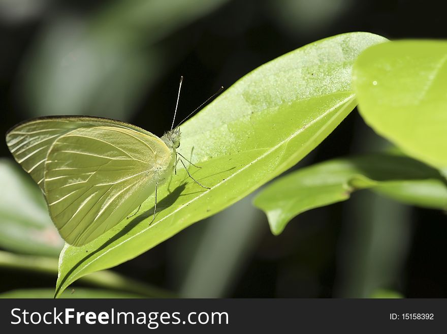 Yellow butterfly stuck on a leaf