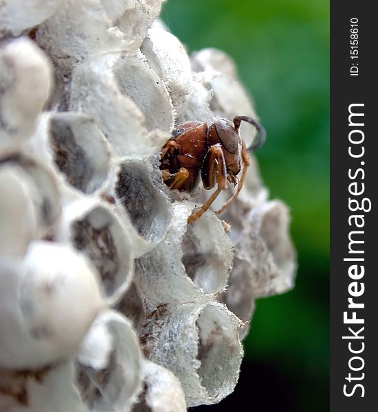 A wasp crawling out of its nest. A wasp crawling out of its nest.