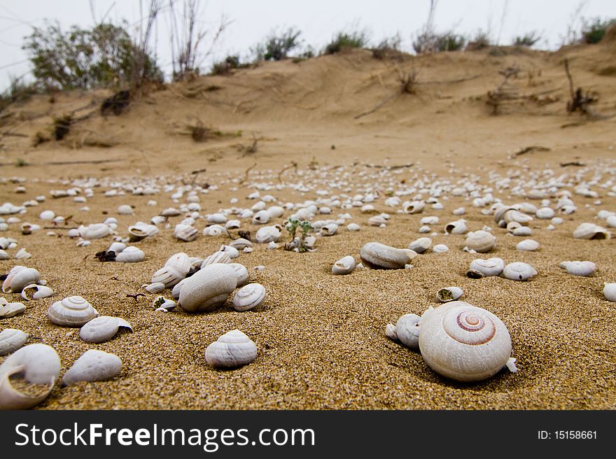 Snails died in a dune. Snails died in a dune