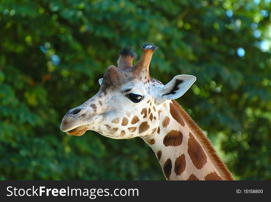A close-up of a Giraffe. A close-up of a Giraffe.