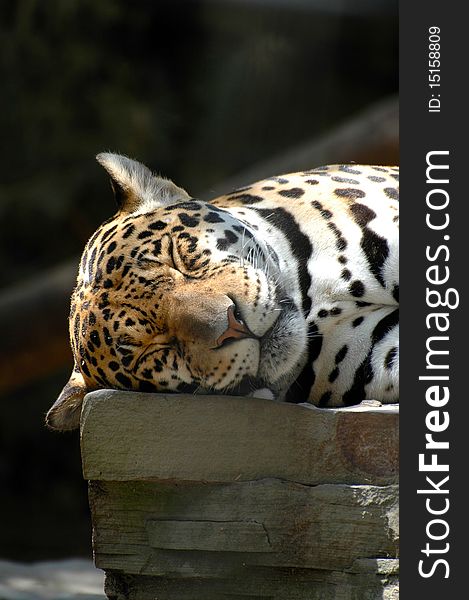 A leopard enjoying his midday nap on a big flat rock. A leopard enjoying his midday nap on a big flat rock.