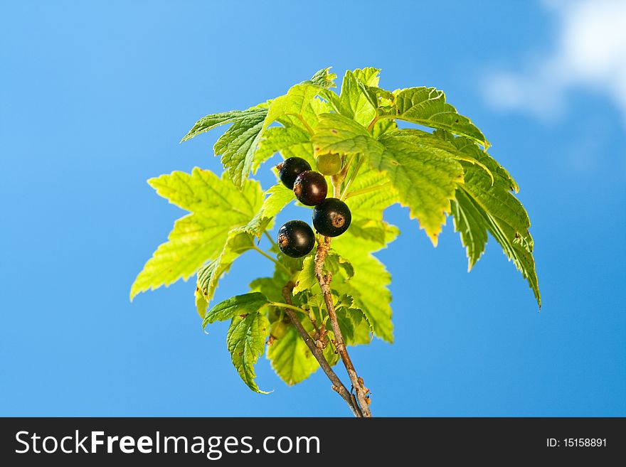 Black currants. Leaves and berrys on blue sky background.