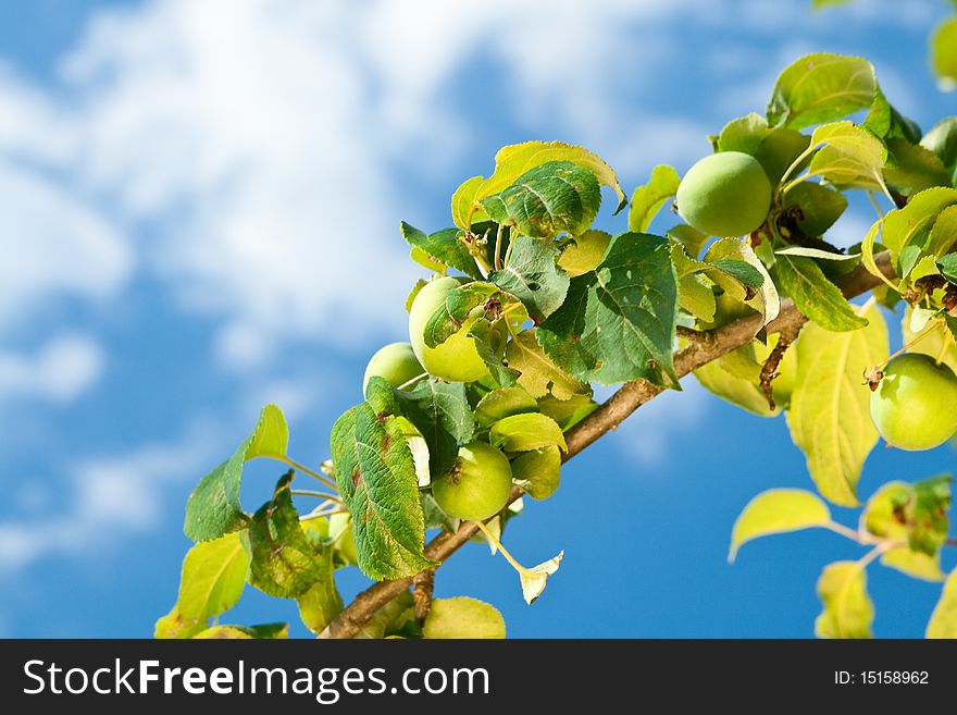 Little green apples on blue sky with white clouds background. Little green apples on blue sky with white clouds background.