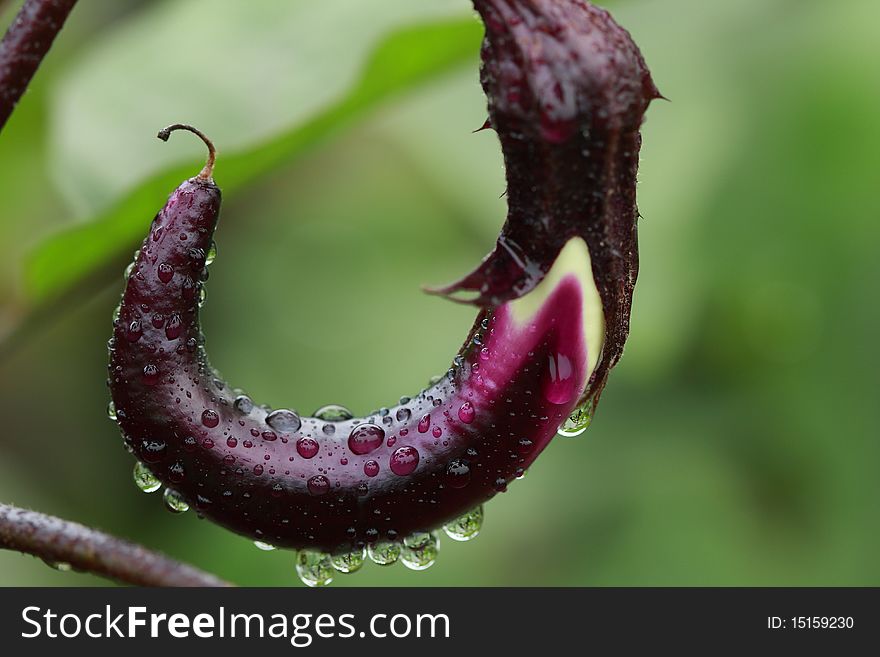 Eggplant growing in the field