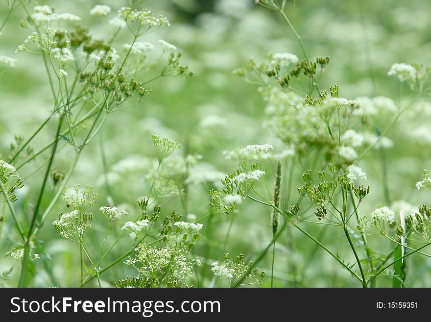 Background Beautiful white flowers and plants on a summer meadow. Background Beautiful white flowers and plants on a summer meadow