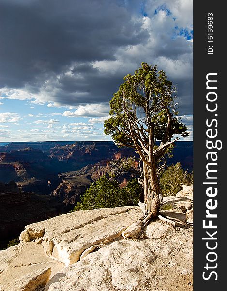 This is an image of a tree in the Grand Canyon, Arizona. This is an image of a tree in the Grand Canyon, Arizona.