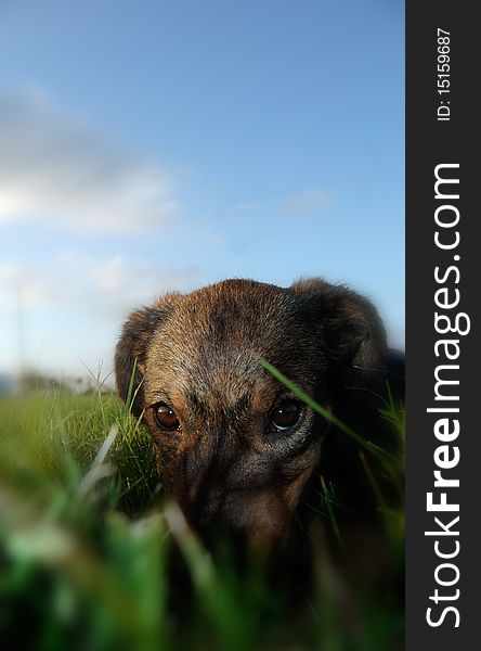 This is an image of a puppy names Navajo as she peeks through the grass. This is an image of a puppy names Navajo as she peeks through the grass.