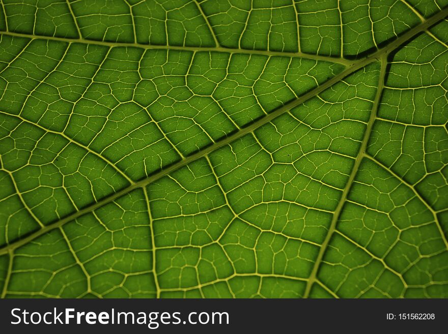 Leaf Detail Texture Close Up