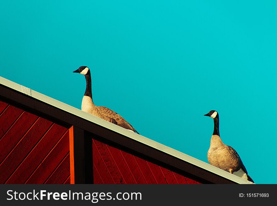 Two geese standing on top of a wooden surface with a clear blue background
