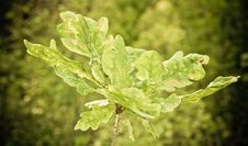 Oak Leafs Stock Image Oak Leafs Stock Image