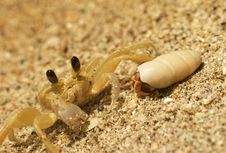 Ghost Crab With Hermit Crab Stock Images