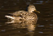 Duck Royalty Free Stock Photo
