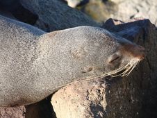 Sleepy New Zealand Fur Seal. Stock Photography Sleepy New Zealand Fur Seal. Stock Photography