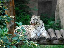 Bengal White Tiger 5 Royalty Free Stock Image