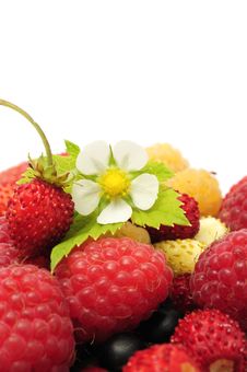 Fresh Berries Stock Images