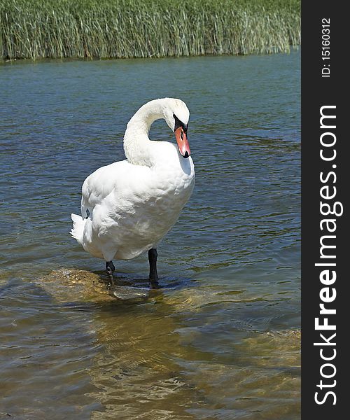 Swan is relaxing at the Lake Balaton