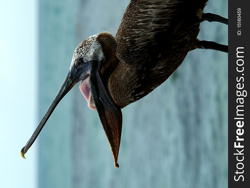 Pelican with wide open beak. Seashore.