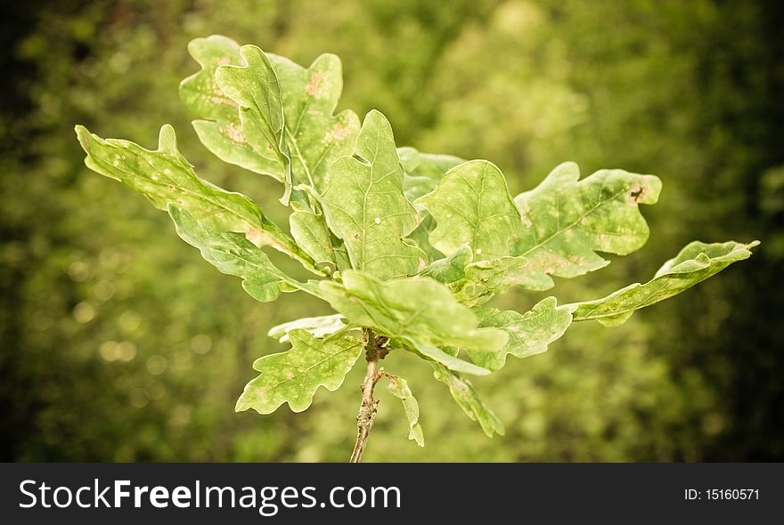 Yong oak leafs with bokeh background. Summer season.
