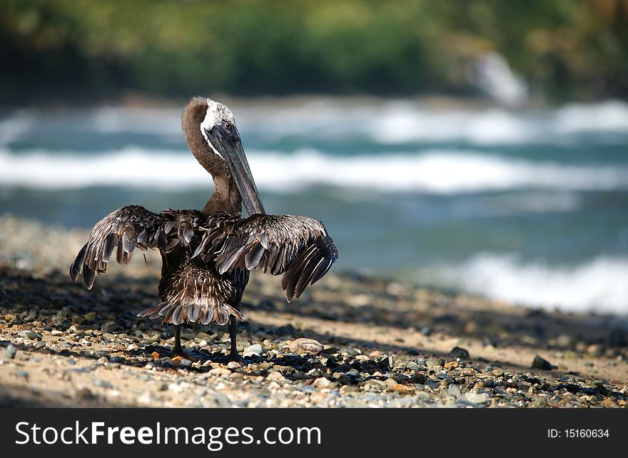 Pelican with wide open beak seating on seashore