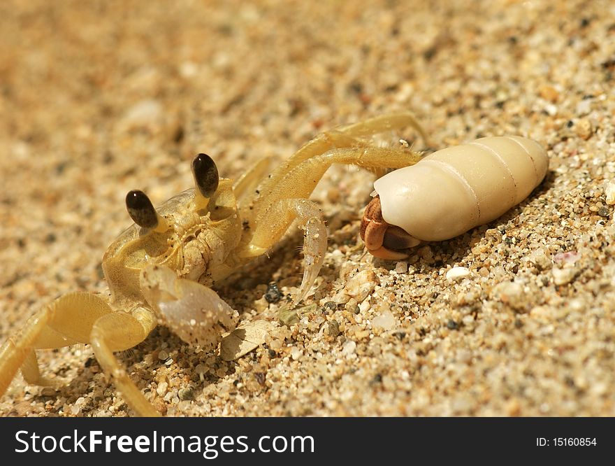 Ghost Crab With Hermit Crab