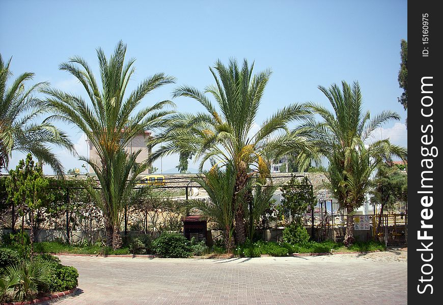 Palms in hotel's area(Alanya, Turkey)