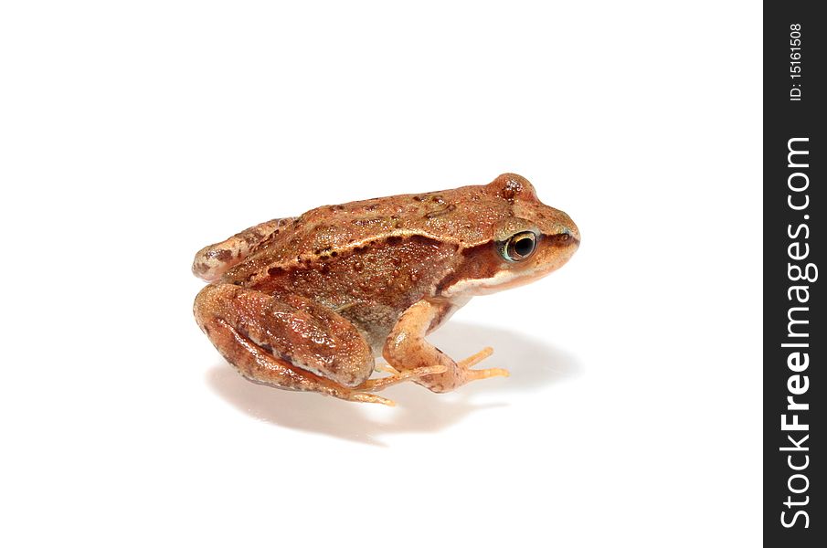 Brown frog on a white background, it is isolated. Brown frog on a white background, it is isolated.